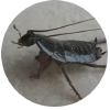 Cockroach Exterminator