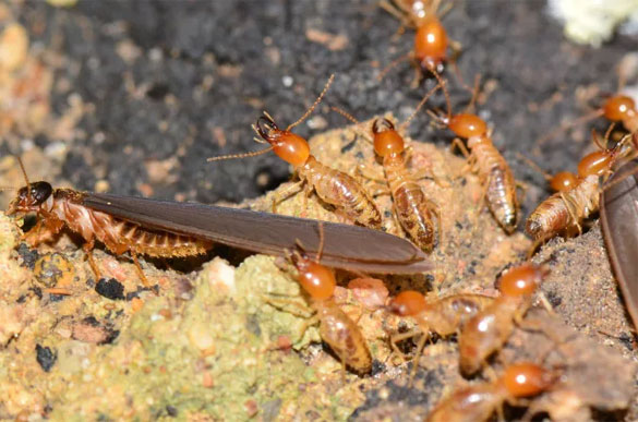 Pest Control Hawthorn