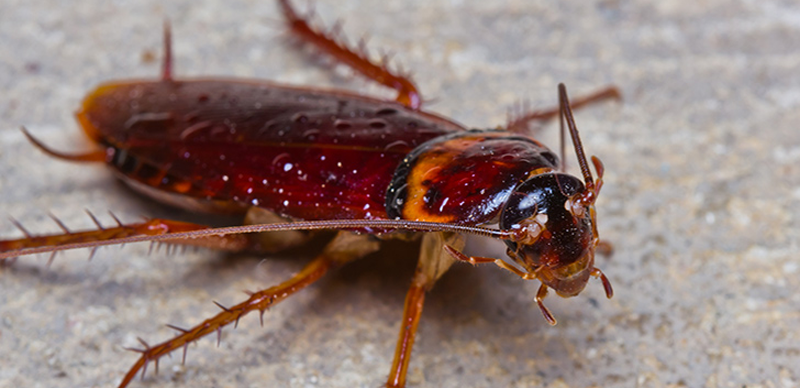 Cockroach Exterminator