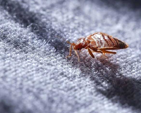 Bed Bugs Treatment Melbourne