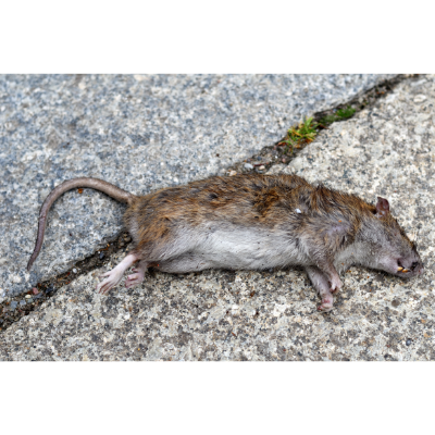 Rat Removal Melbourne