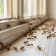 Ant Pest Control Melbourne