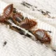 best Bed bug pest control Melbourne