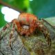 Spider control Melbourne, Spider and cockroach control Melbourne, Melbourne pest control