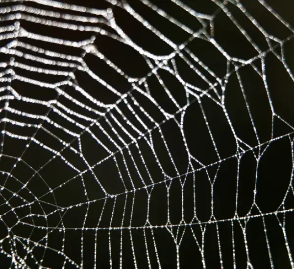 Spider Control in Melbourne Prevention