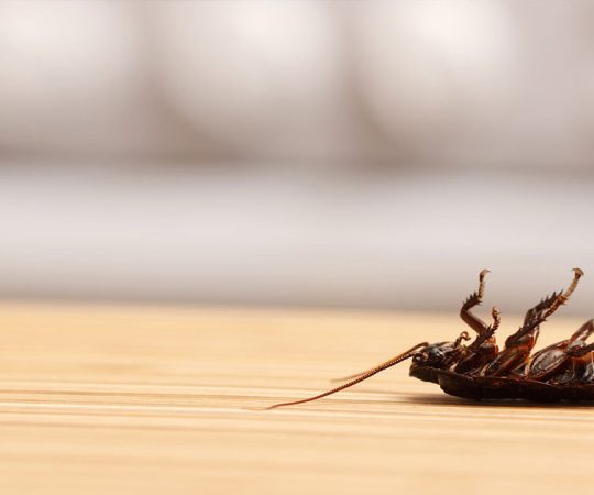 Pest Exterminator Melbourne